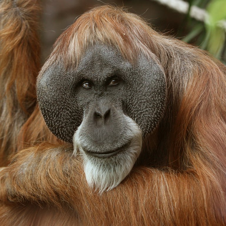 Neugierig beäugt dieser Orang-Utan seine Umgebung (Foto: dpa Bildfunk, Picture Alliance)