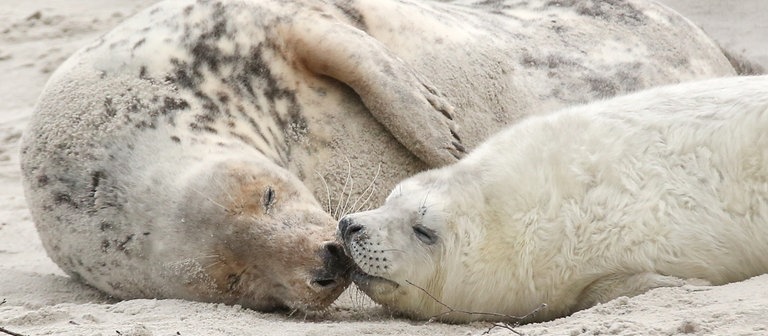 Eine junge Kegelrobbe und das Muttertier liegen am Strand (Foto: dpa Bildfunk, Picture Alliance)