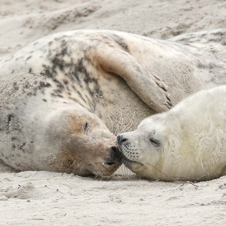 Eine junge Kegelrobbe und das Muttertier liegen am Strand (Foto: dpa Bildfunk, Picture Alliance)