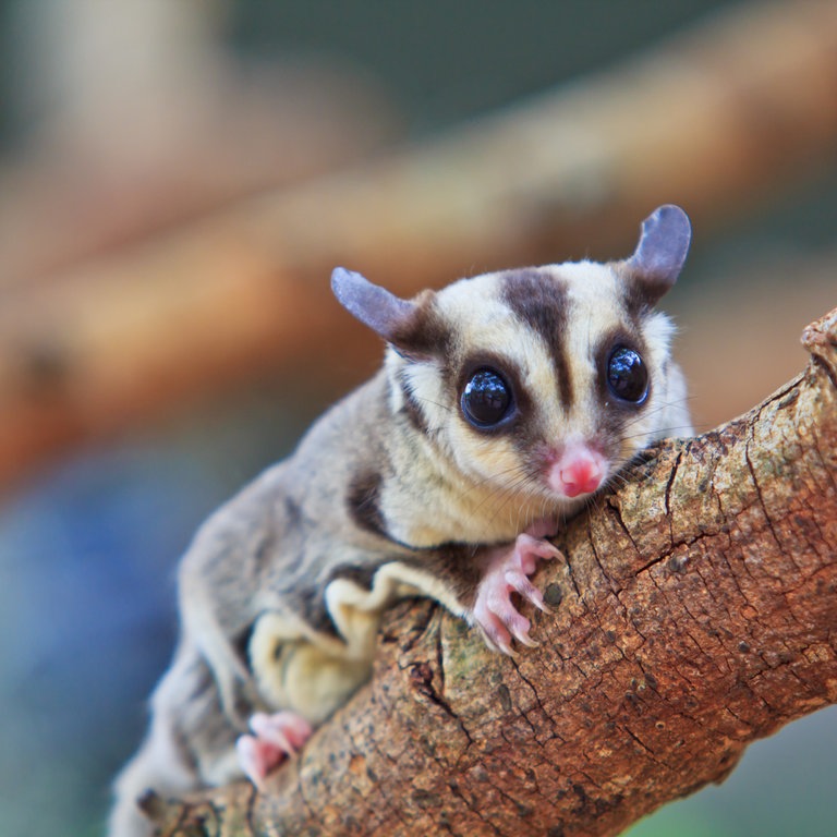 Ein Sugar-Glider (Foto: Colourbox)