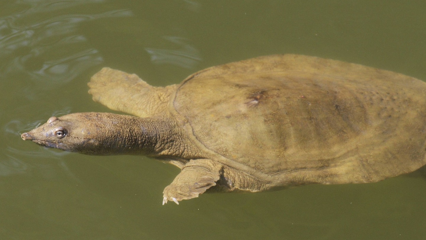 Steckbrief PapuaWeichschildkröte Wissen SWR
