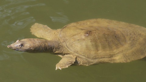 eine Papuaweichschildkröte im Wasser (Foto: IMAGO, imago stock&people)