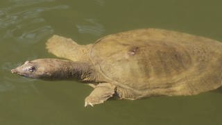 eine Papuaweichschildkröte im Wasser (Foto: imago images, imago stock&people)