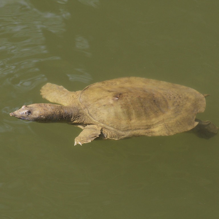 eine Papuaweichschildkröte im Wasser (Foto: IMAGO, imago stock&people)