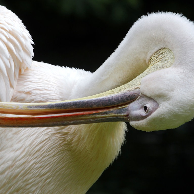 Ein Rosapelikan putzt sein Gefieder (Foto: dpa Bildfunk, Picture Alliance)