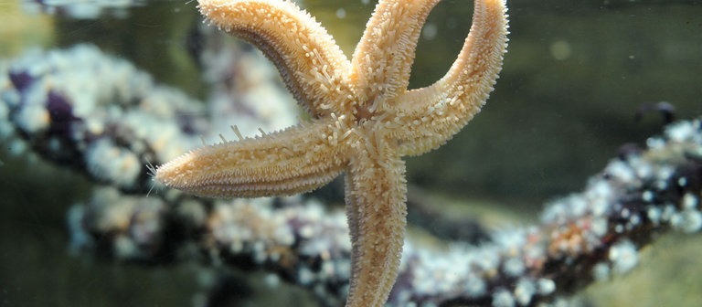 Ein Seestern im Aquarium (Foto: dpa Bildfunk, Picture Alliance)