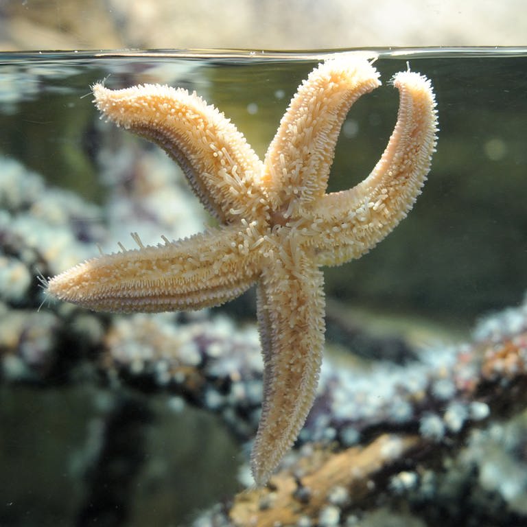 Ein Seestern im Aquarium (Foto: dpa Bildfunk, Picture Alliance)