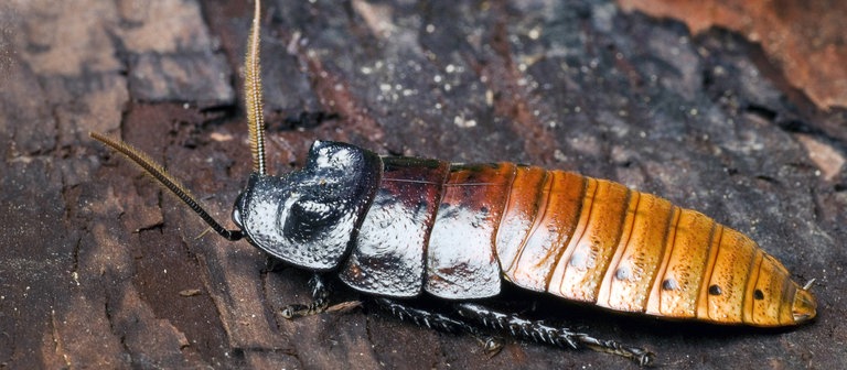 Madagaskar-Fauchschabe (Foto: IMAGO, Blickwinkel)