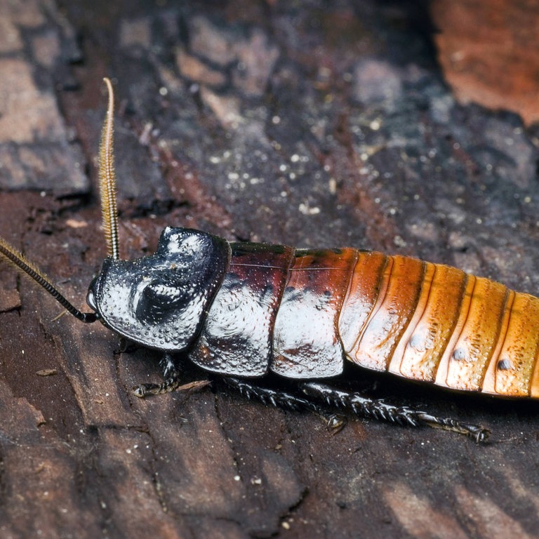 Madagaskar-Fauchschabe (Foto: IMAGO, Blickwinkel)