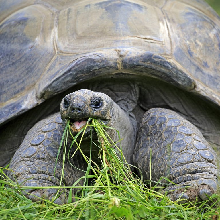 eine Seychellen-Riesenschildkröte frisst Gras (Foto: picture-alliance / Reportdienste, imageBROKER)