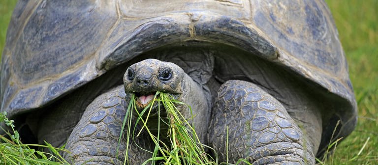 eine Seychellen-Riesenschildkröte frisst Gras (Foto: picture-alliance / Reportdienste, imageBROKER)