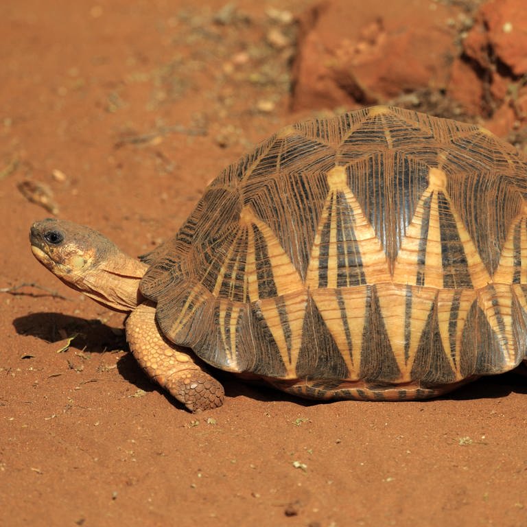 Strahlenschildkröte (Foto: picture-alliance / Reportdienste, imageBROKER)