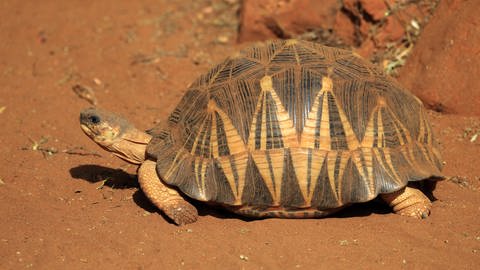 Strahlenschildkröte (Foto: picture-alliance / Reportdienste, imageBROKER)