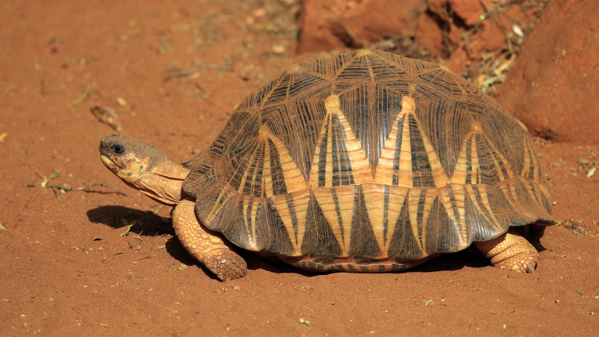 Speckstein Tier Schildkröten hellgrau beige rot Reptil Turtle Schildkröte 8 cm 