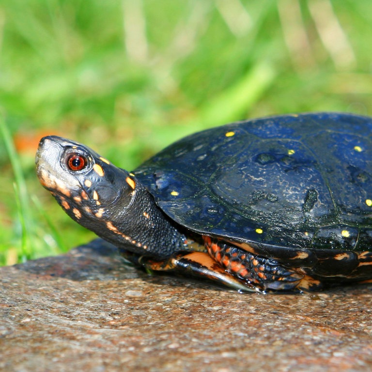 Tropfenschildkröte (Foto: picture-alliance / Reportdienste, imageBROKER)