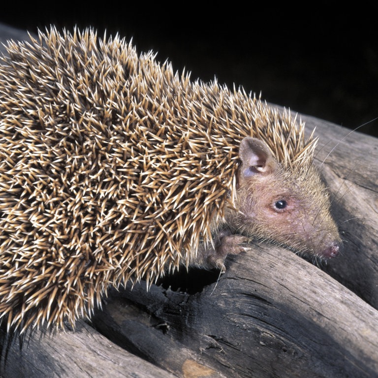 Kleiner Igeltanrek (Foto: picture-alliance / Reportdienste, WILDLIFE)