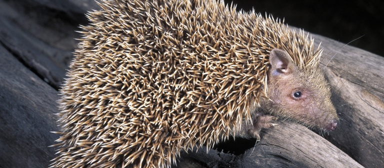 Kleiner Igeltanrek (Foto: picture-alliance / Reportdienste, WILDLIFE)