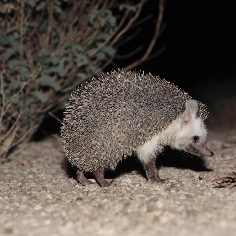 Äthiopischer Wüstenigel (Foto: picture-alliance / Reportdienste, blickwinkel)