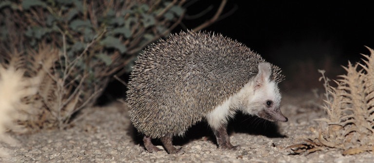 Äthiopischer Wüstenigel (Foto: picture-alliance / Reportdienste, blickwinkel)