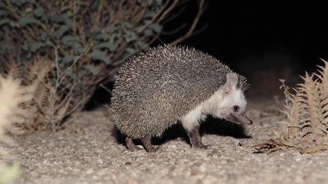 Äthiopischer Wüstenigel (Foto: picture-alliance / Reportdienste, blickwinkel)
