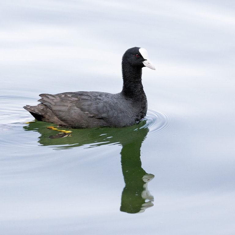 Ein Blässhuhn schwimmt im See (Foto: picture-alliance / Reportdienste, Picture Alliance)