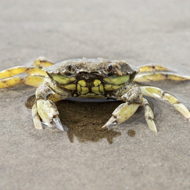 Eine Strandkrabbe lugt bei Ebbe aus dem Wattenmeer (Foto: picture-alliance / Reportdienste, Bildagentur-online)