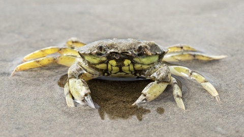 Eine Strandkrabbe lugt bei Ebbe aus dem Wattenmeer (Foto: picture-alliance / Reportdienste, Bildagentur-online)