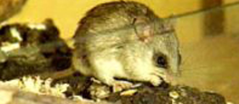 Akazienratte (Foto: SWR)