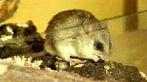 Akazienratte (Foto: SWR)