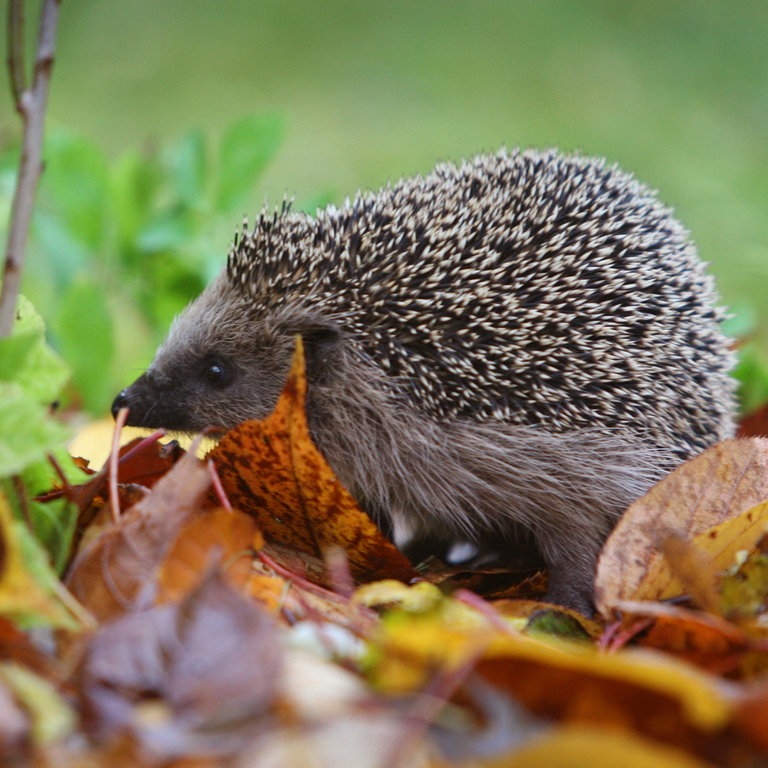 Ein Igel läuft durch einen Garten (Foto: picture-alliance / Reportdienste, Picture Alliance)