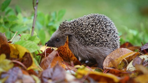 Ein Igel läuft durch einen Garten (Foto: picture-alliance / Reportdienste, Picture Alliance)