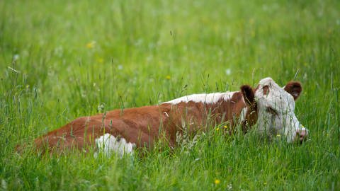 Ein Rind liegt auf einer grünen Wiese (Foto: dpa Bildfunk, Picture Alliance)