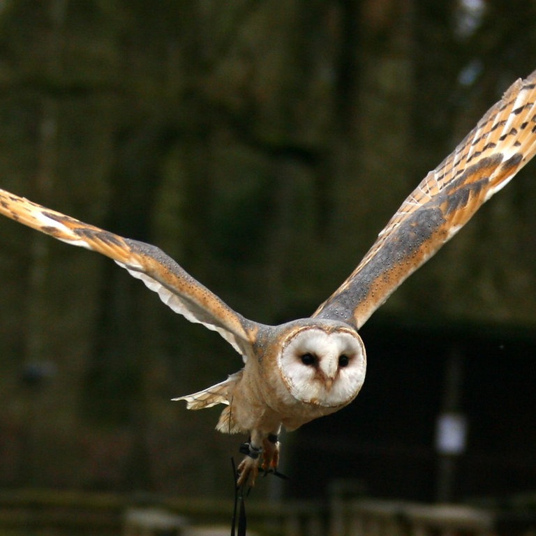 Eine Schleiereule (Foto: dpa Bildfunk, Picture Alliance)