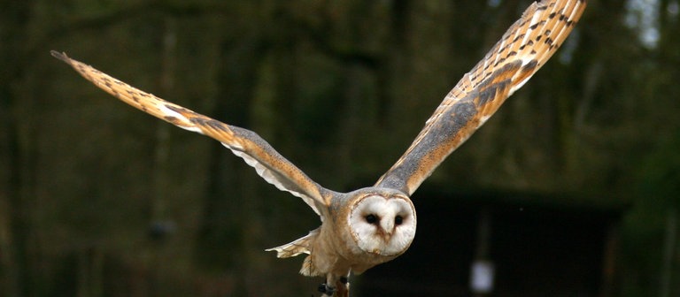 Eine Schleiereule (Foto: dpa Bildfunk, Picture Alliance)