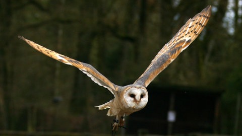 Eine Schleiereule (Foto: dpa Bildfunk, Picture Alliance)