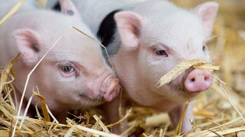 Zwei Minischweine (Foto: dpa Bildfunk, Picture Alliance)