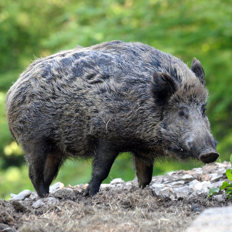 Ein Wildschwein (Foto: dpa Bildfunk, Picture Alliance)
