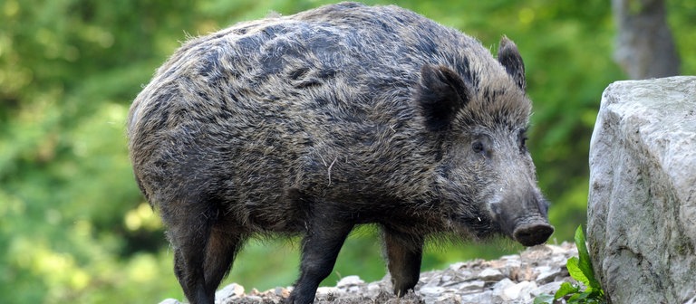 Ein Wildschwein (Foto: dpa Bildfunk, Picture Alliance)