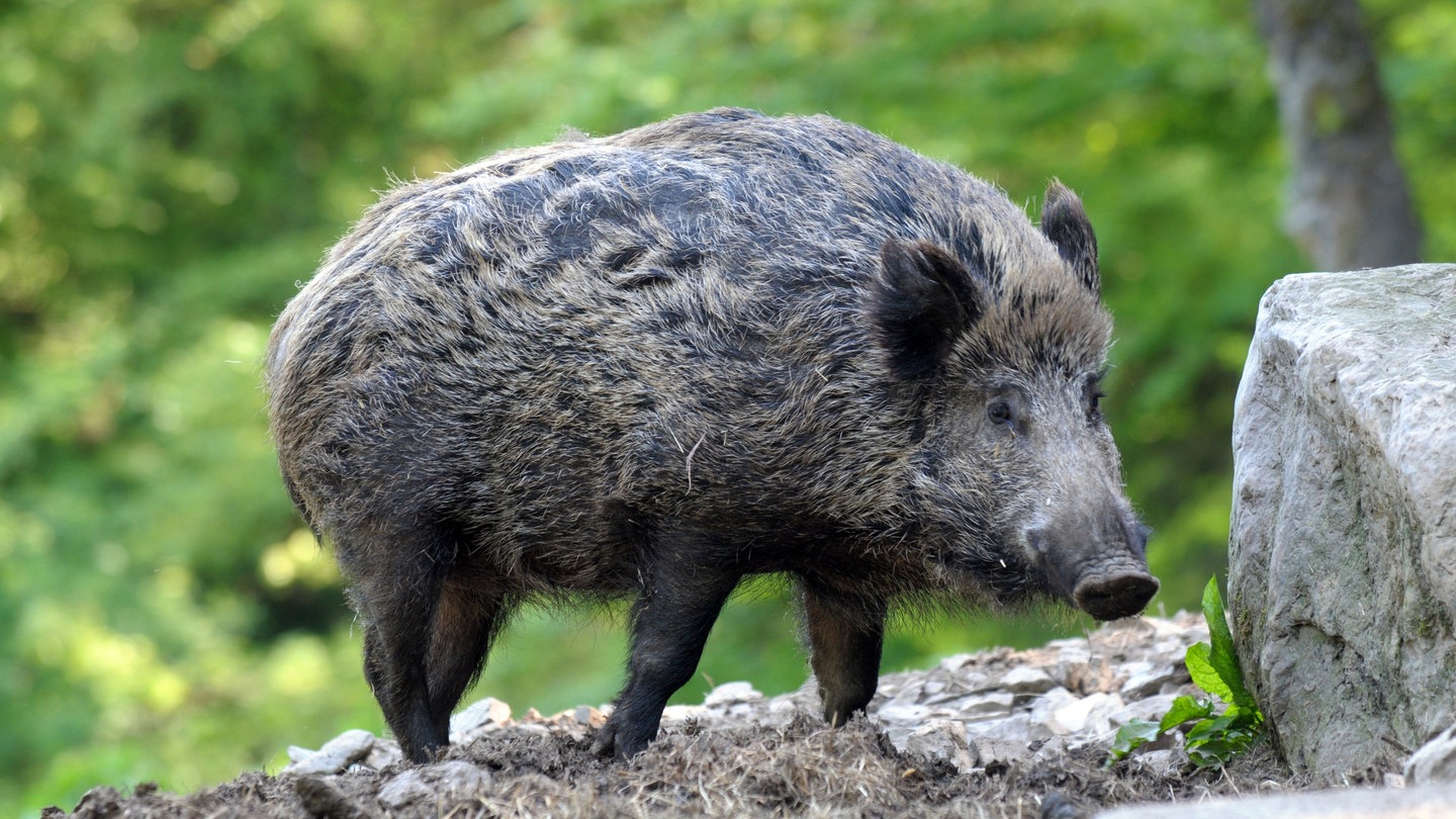 1606398445392,steckbrief-wildschwein-102~_v-16x9@2dL_-6c42aff4e68b43c7868c3240d3ebfa29867457da.jpg