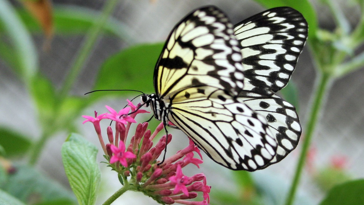 Lassen schmetterling fliegen Wie fliegen