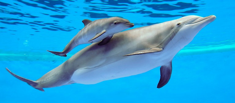 Delfinweibchen Allie und ihr Baby (Foto: picture-alliance / Reportdienste, picture alliance / AP Photo)