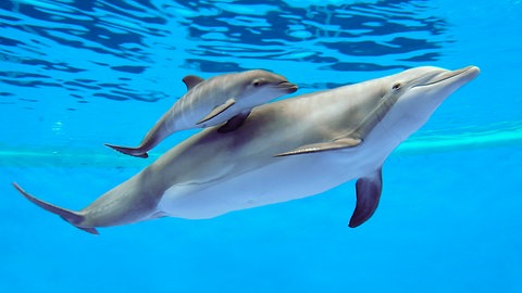 Delfinweibchen Allie und ihr Baby (Foto: picture-alliance / Reportdienste, picture alliance / AP Photo)
