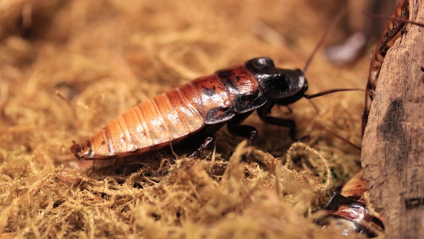 Insekten schabenähnliche GroÃŸer schwarzer