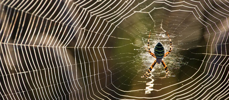 Eine Wespenspinne in ihrem Netz (Foto: dpa Bildfunk, Picture Alliance)
