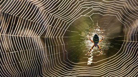 Eine Wespenspinne in ihrem Netz (Foto: dpa Bildfunk, Picture Alliance)