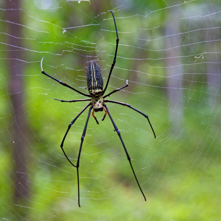 Riesenradnetzspinne in ihrem Netz (Foto: IMAGO, imago stock&people)