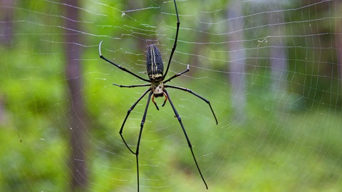 Riesenradnetzspinne in ihrem Netz (Foto: IMAGO, imago stock&people)