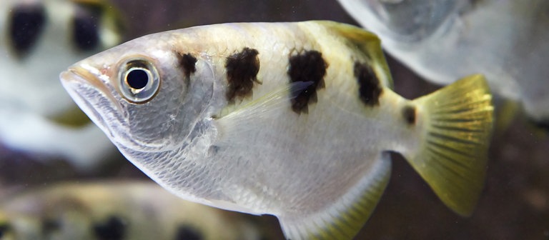 Schützenfische (Foto: Colourbox)