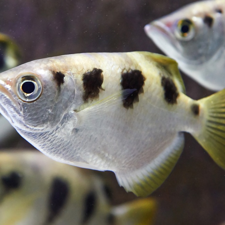 Schützenfische (Foto: Colourbox)