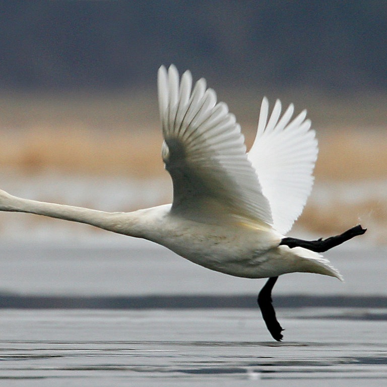 Ein Singschwan (Foto: picture-alliance / Reportdienste, Patrick Pleul)